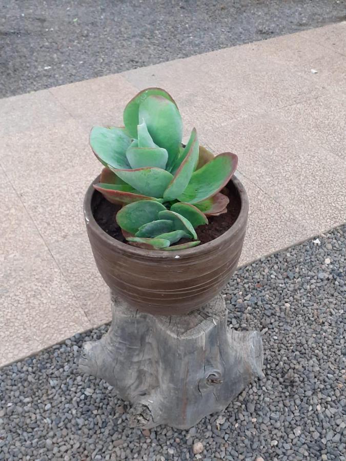 Chalet Canarias 特尔德 外观 照片